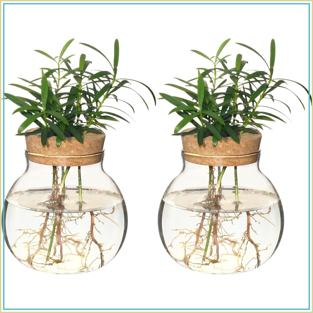 Glass Vase Nordic - Hydroponic Plant Propagation Station, Desktop Glass