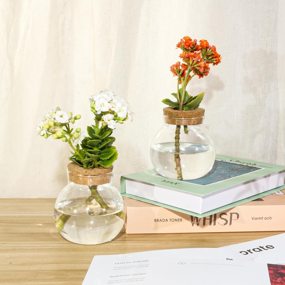 Hydroponic Plant Propagation S - Glass Vase Nordic 리뷰 및 가격